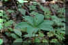pflanze.jpg (39399 Byte)